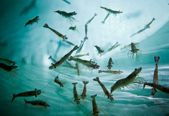 Soap & Detergent Chemicals